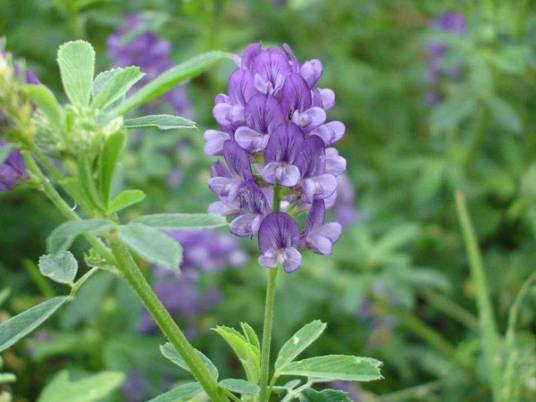 苜蓿（豆科苜蓿属植物）
