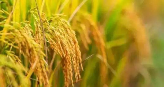 三季稻（禾本科植物）