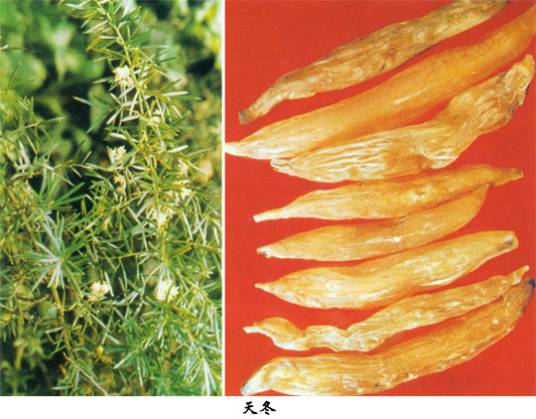 天冬（百合科植物）