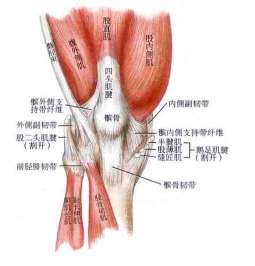 髌骨（骨骼名）