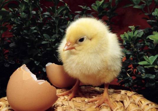 小鸡（鸡的幼崽）