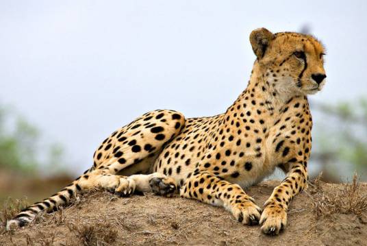 猎豹(猫科猎豹属下的一种动物)