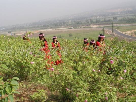 秦渭1号大马士革玫瑰