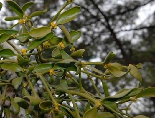 槲寄生（中药）