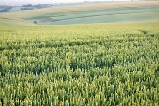 庄稼（汉语词汇）