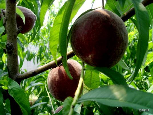 黑桃（产于皖南山区的水果品种名）