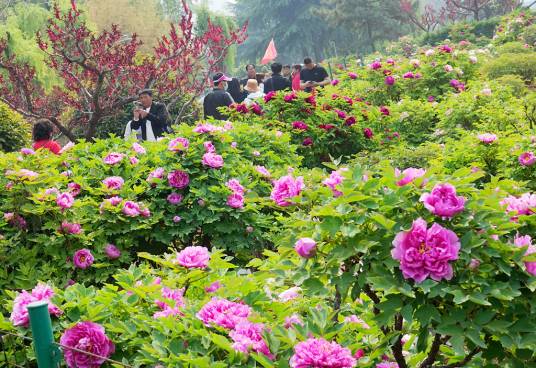 洛阳国色牡丹园