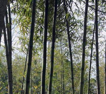 五华山（安徽省芜湖市五华山）