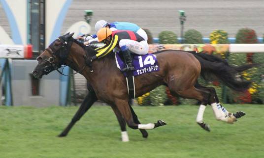 贵妇人（2009年诞生日本纯种竞赛马匹）