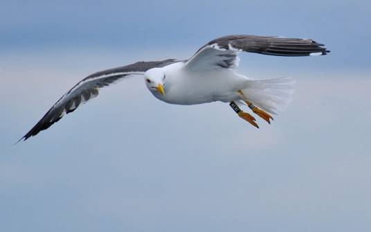 鸥（鸥科鸥属动物）