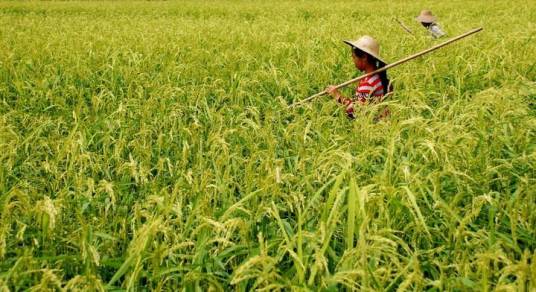 甲A（甲A水稻）