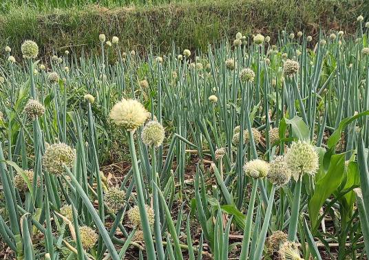 葱（石蒜科、葱属植物）
