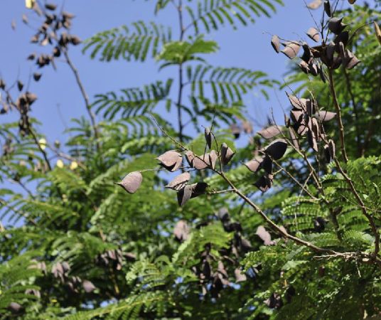 苏木（豆科云实属植物）