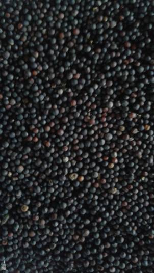 油菜籽（油菜的种子）