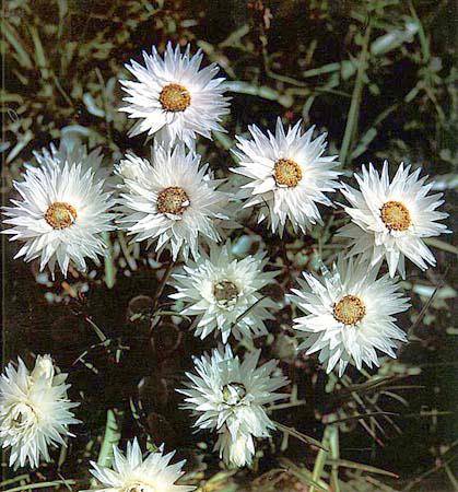 打火草（菊科香青属植物）