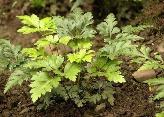 黄连（毛茛科黄连属植物）