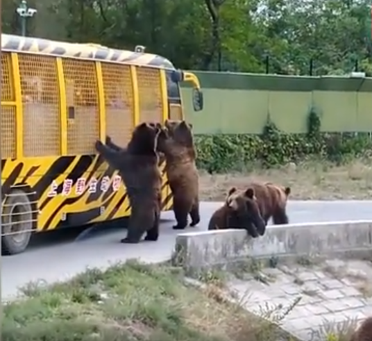 10·17上海野生动物园动物伤人事件