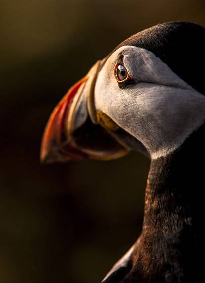 海雀（鸟的种类）