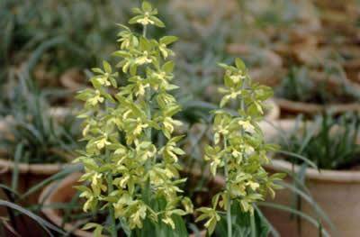 石上蕉（植物）