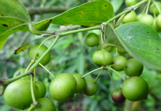 肖菝葜（菝葜科菝葜属植物）