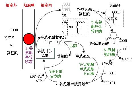 γ-谷氨酰转肽酶