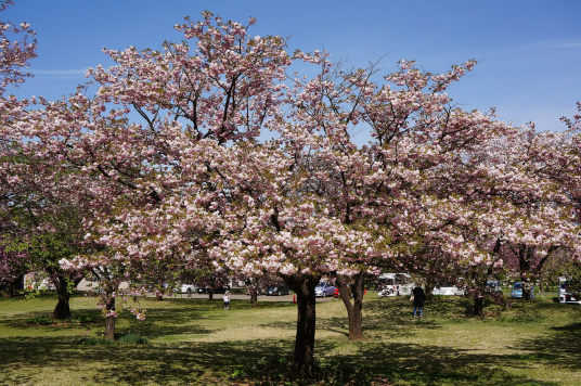 八重樱（蔷薇科木本植物（重瓣樱花的总称））
