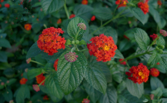 五色梅（中药）