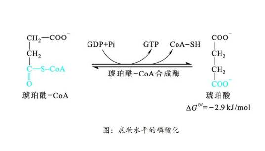 底物水平磷酸化