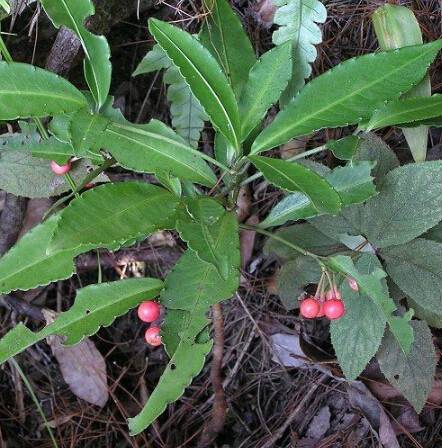 朱砂根（中药）