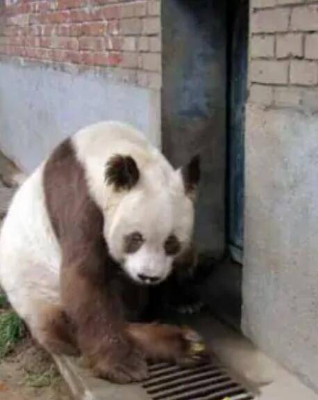 丹丹（首只科学记载的棕白体色大熊猫）
