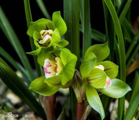 碧云（春兰名品）