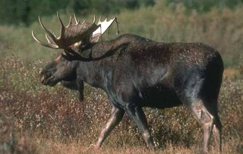 犴达罕（鹿科动物）