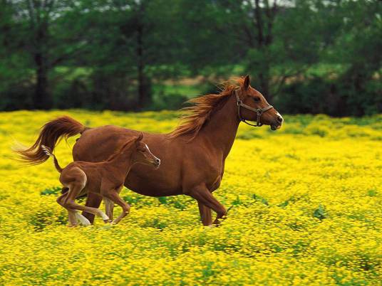 马驹（未成年马一岁以下的小马）