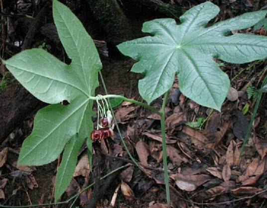 八角莲（中药）