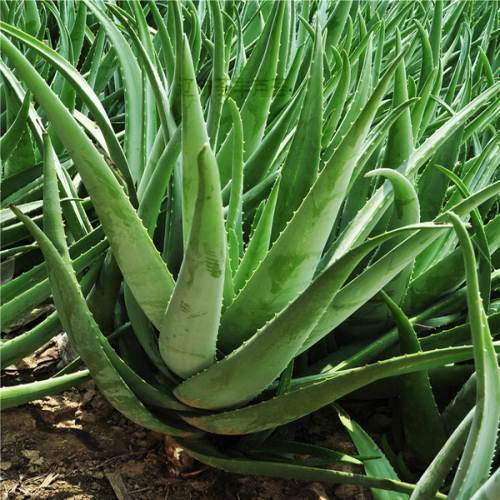 库拉索（芦荟品种）