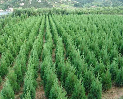 陕西省西安市白皮松繁育基地