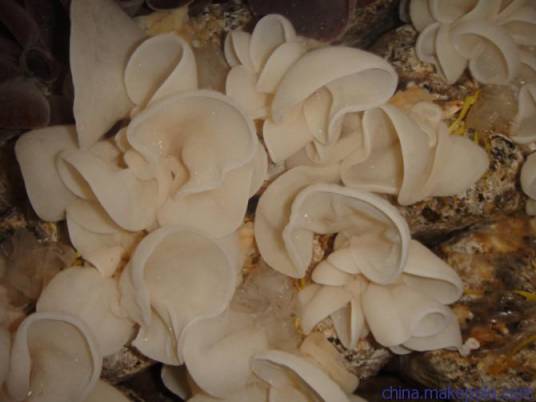 白毛木耳