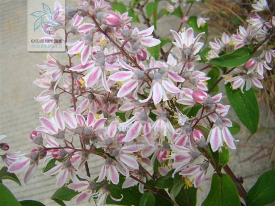 宁波溲疏（绣球科溲疏属植物）