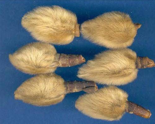 紫玉兰（中药）