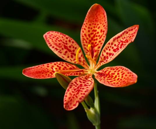 射干（鸢尾科射干属植物）