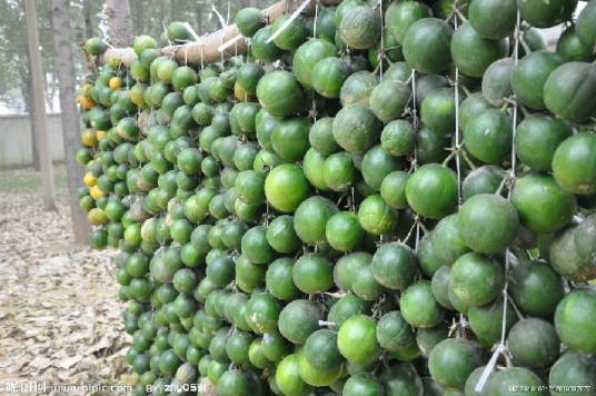 瓜蒌薤白白酒汤