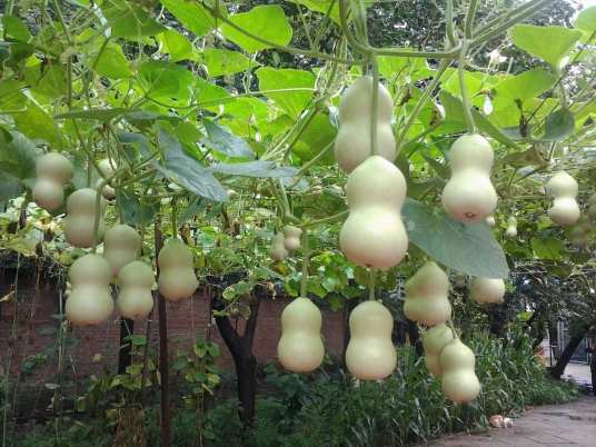 小葫芦（葫芦科葫芦属植物）