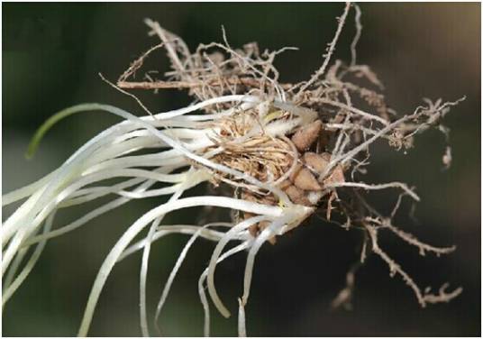 猫爪草（中药）