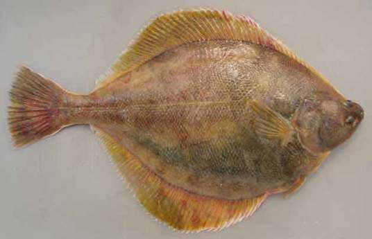 鲽（硬骨鱼纲鲽科鱼类的统称）