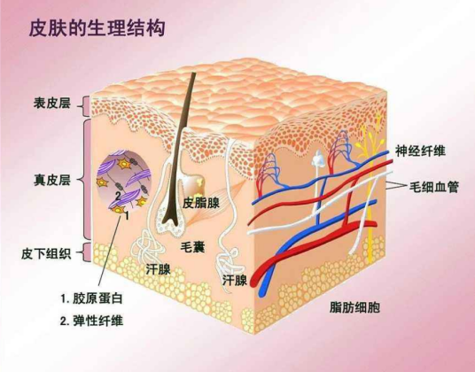 真皮（皮肤的组成部分）