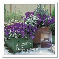 堇青石（蔷薇属栽培品种）