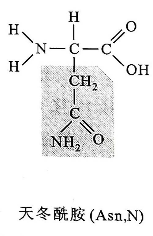 L-天冬酰胺