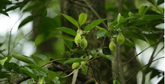 土沉香（中药）