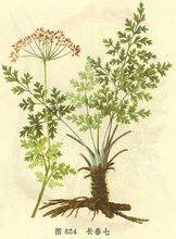 银不换（中药材）