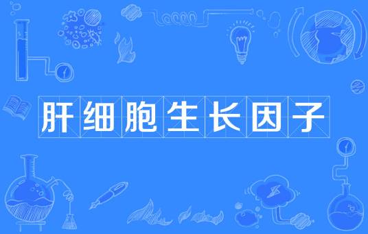 肝细胞生长因子